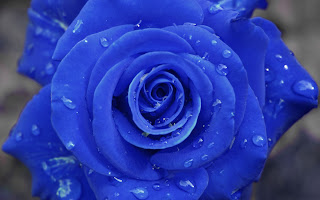 Blue Rose