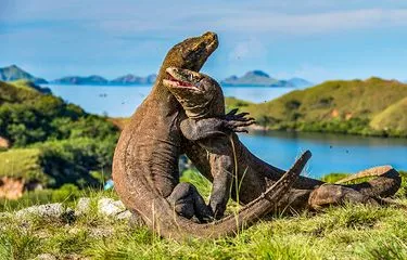 Pulau Komodo