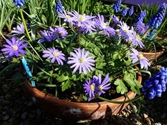 anemone blanda grp hyacinths