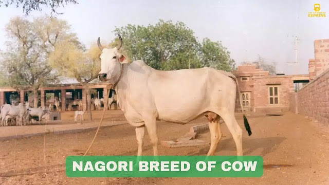 Nagori cow ,Rajasthan cow breed ,Draught cattle ,Agricultural livestock ,Indigenous cow breeds ,Nagori cow characteristics ,Rajasthan agriculture ,Strong cattle breeds ,Nagori cow uses ,Nagori cow origins,Department of Animal Husbandry & Dairying ,the rajasthan express,rajasthan express
