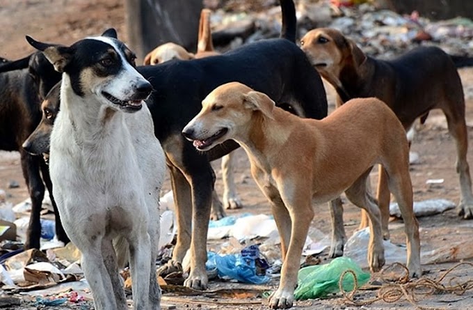 मुंबईत ९५ हजार भटके कुत्रे, महिनाभरात ७० टक्के लसीकरणाचे उद्दिष्ट