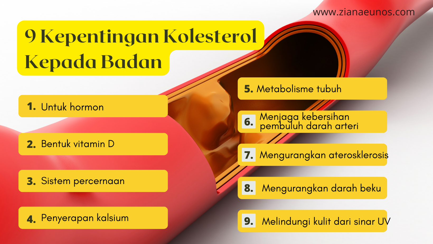 kepentingan kolesterol kepada badan