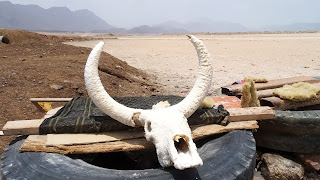 Lake Assal burried several Animals in Salt