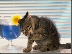 CAT_0151