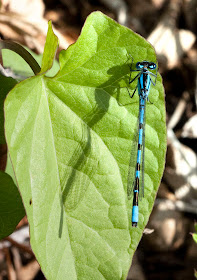 Common blue damselfly, Enallagma cyathigerum. Male. Hayes Street Farm, 19 May 2011.