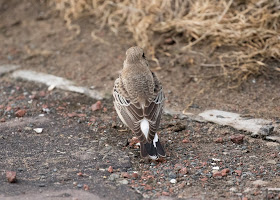 Pied Wheatear - Meols, Wirral