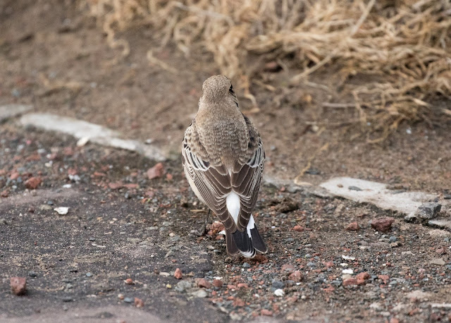 Pied Wheatear - Meols, Wirral