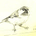 Bird Life Sketches