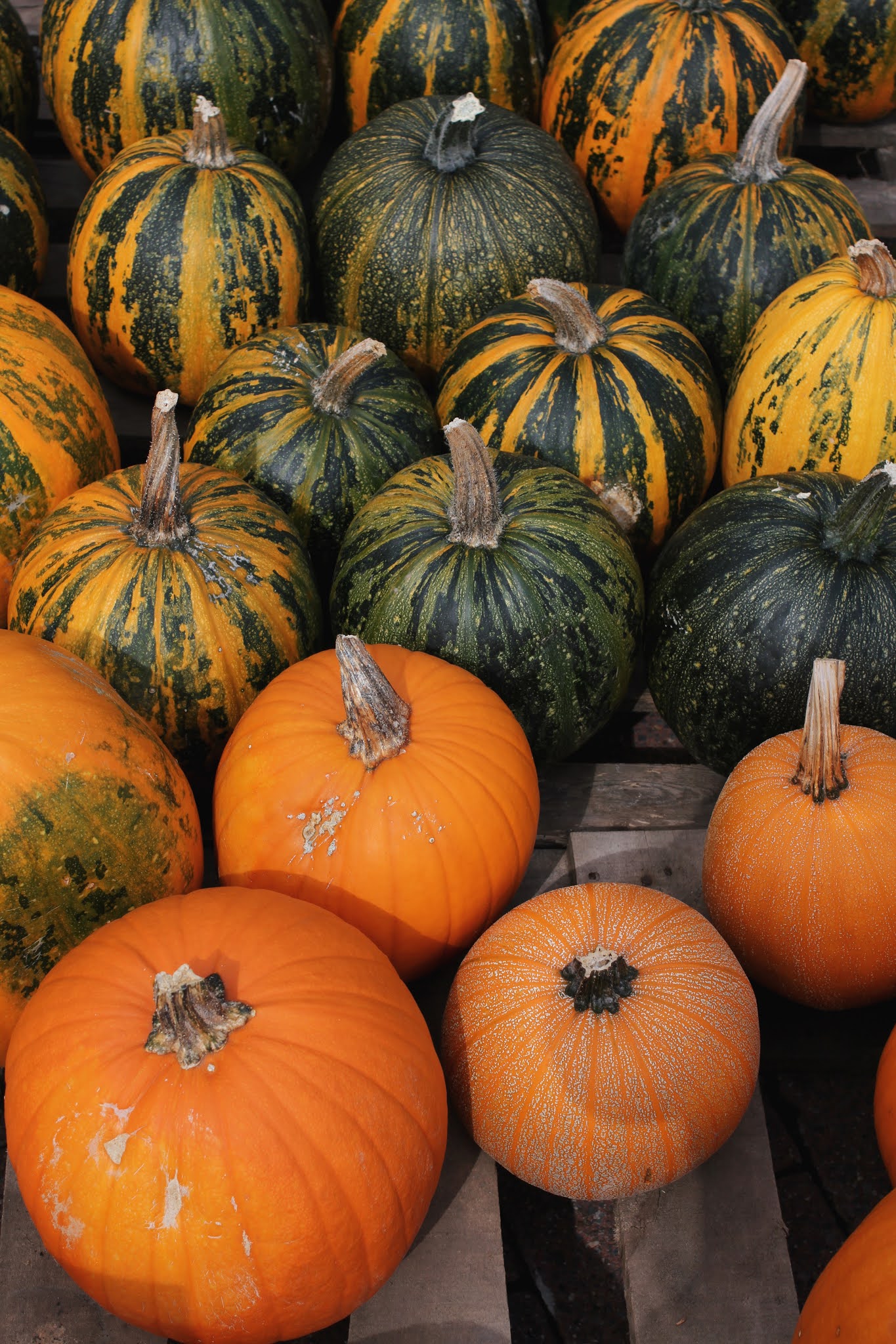 A visit to Charlottes Pompoenen pumpkin farm