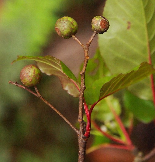 Рябина щитконосная (Sorbus corymbifera)