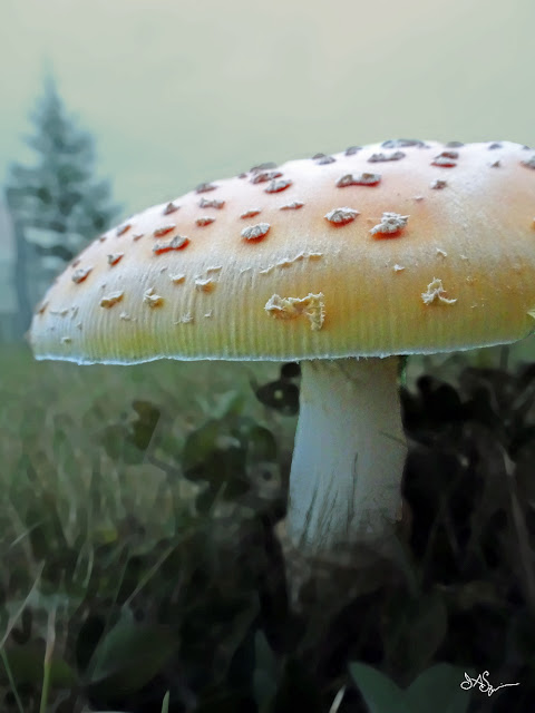 Fairy Mushroom Art