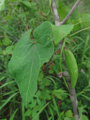 Цинанхум Вильфорда / Сейтера Вильфорда (Cynanchum wilfordii, =Seutera wilfordii)