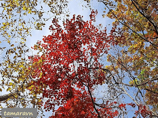 Клён ложнозибольдов (Acer pseudosieboldianum)