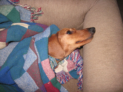 dachshund, dog, Tammy