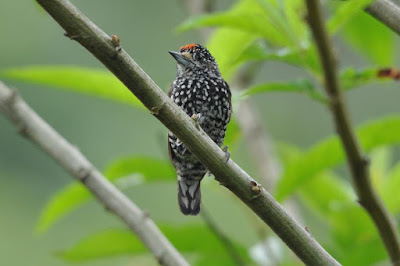 Speckle chested Piculet