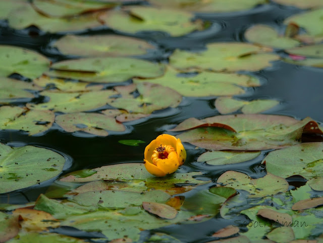 Nuphar pumilum