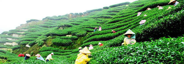 darjeeling tea plantation