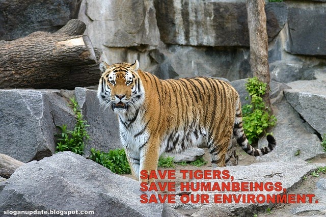Tiger Picture. Save Tigers Slogan