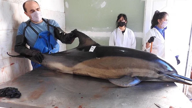 Aparecieron muertos 16 delfines en la costa rionegrina