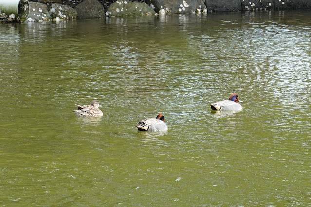 鳥取県米子市久米町　湊山公園　マガモ