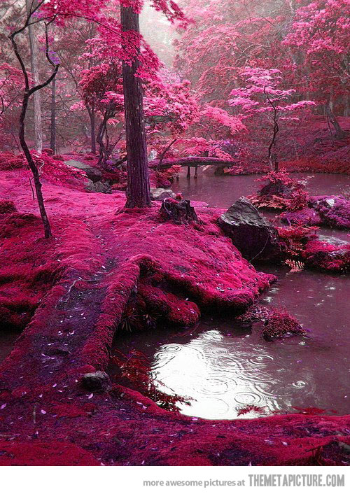 pink forest