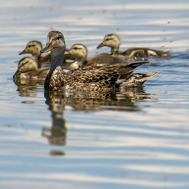 birdwatching, birds, ducks, photography, landscape, travel, California, Eared Grebes, Grebes, ducklings, babies