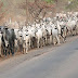 Fulani Herdsmen Butcher 6 People In Jalingo {Photo}