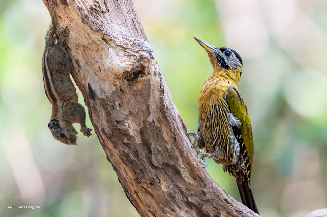 Laced Woodpecker (Gõ kiến xanh bụng vàng)