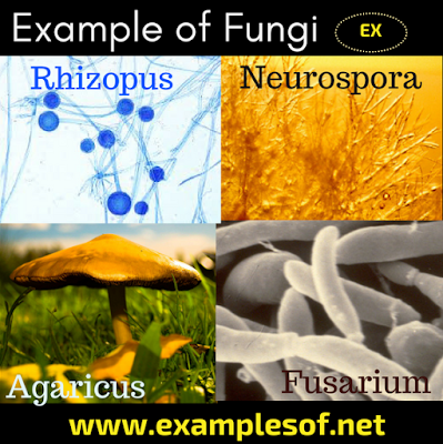 Example of fungi