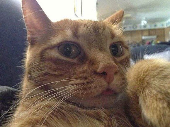 Kucing-kucing selfie yang lucu banget - SEGALA FAKTA