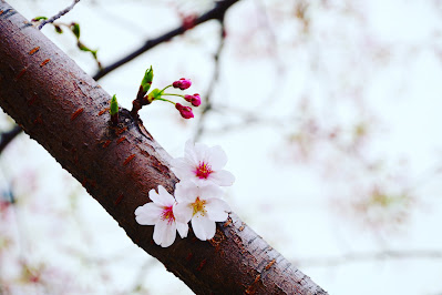 桜花