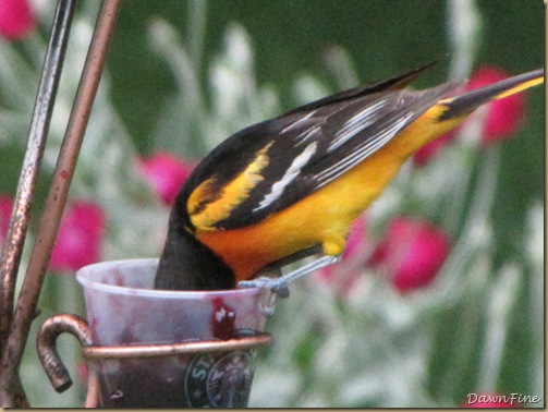 birds at feeder_20090624_050