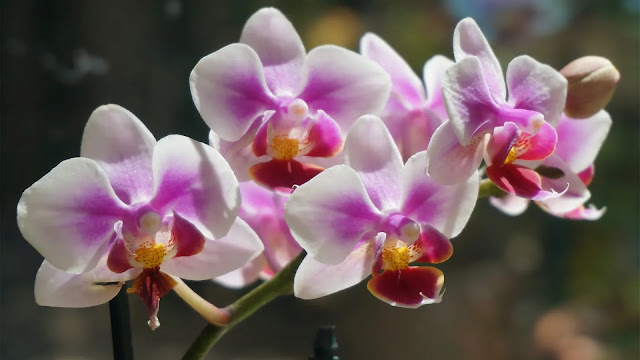 Phalaenopsis