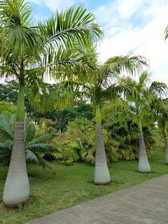 Roystonea oleracea - Palmier royal des Caraïbes