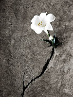 tiny white flower struggling to grow through a crack in asphalt