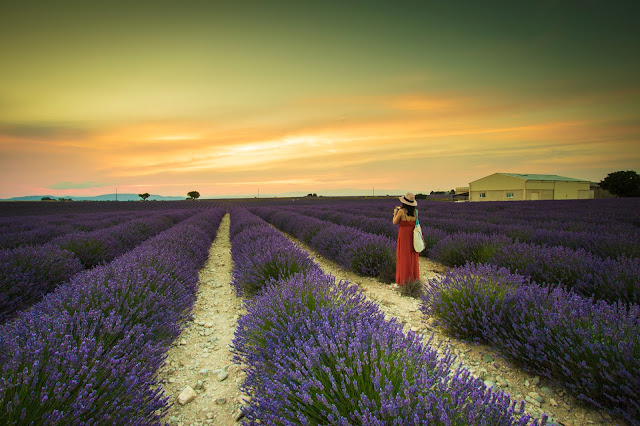 Valensole-Campi di lavanda al tramonto