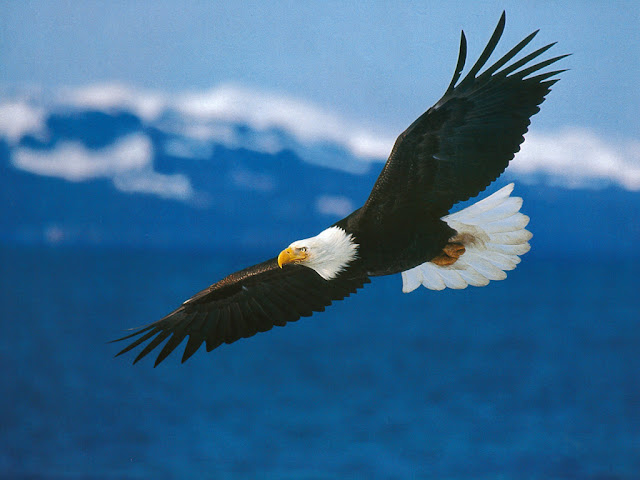 eagle, eagle desktop wallpapers