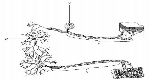 (C) Reflex arc (D) Both B and C Q:36: Select the correct choice for Label X 