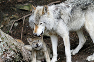 An adult gray wolf with puppy. Help save America's wolves. Photo by ML on Unsplash.