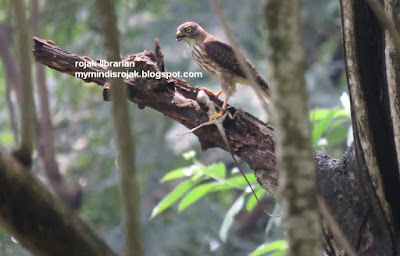 Chinese Sparrow Hawk in Bidadari