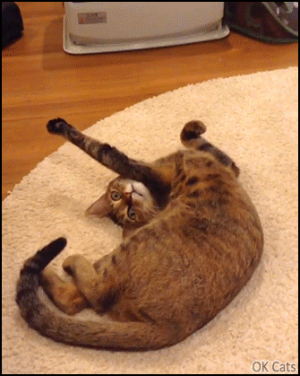 Funny Cat GIF • Flexible cat enjoys the heat of the new heater in a funny position [ok-cats.com]