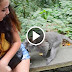 Monkey life: Monkey mating at Angkor Wat ,monkey meeting , Funny video Monkey 