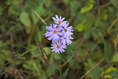 Sky-blue Aster (Symphyotrichum oolentangiense)