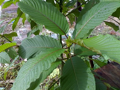 Khasiat Pokok Ketum