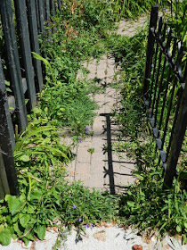 Toronto Leslieville Front Garden Summer Cleanup Before by Paul Jung Gardening Services--a Toronto Gardening Company