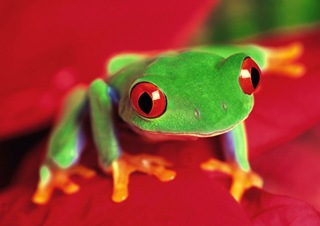 Red-eyed Tree Frog