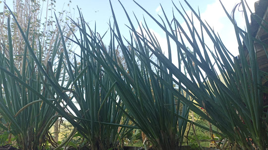 Cebolla de Rama: El Sazonador Natural de la Cocina Colombiana