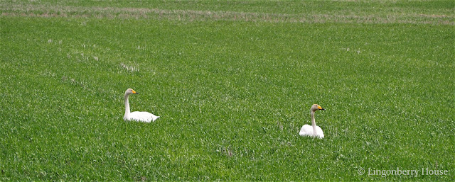 lingonberryhouse, laulujoutsen, swan, nature, luonto, lintu, bird, kesä, summer