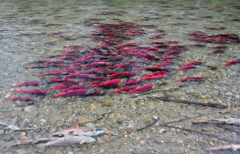 adams-river-salmon-run-20
