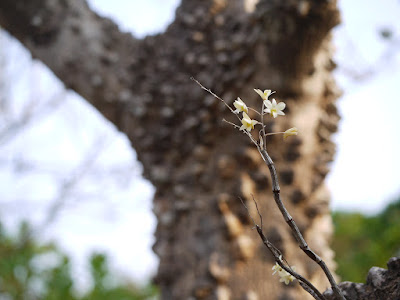 Dendrobium ovatum care and culture